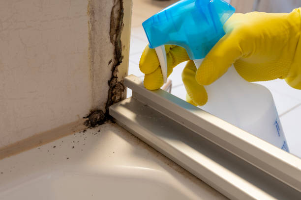 Mold Removal and Inspection in Wheatland, CA