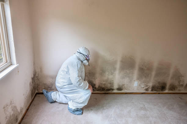 Crawl Space Mold Removal in Wheatland, CA