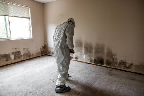 Best Mold Damage Repair  in Wheatland, CA