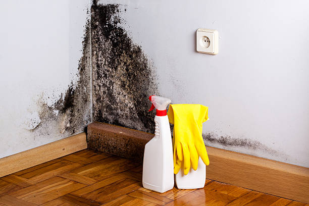 Best Crawl Space Mold Removal  in Wheatland, CA