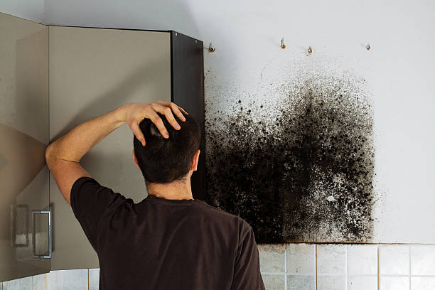 Best Mold Damage Repair  in Wheatland, CA