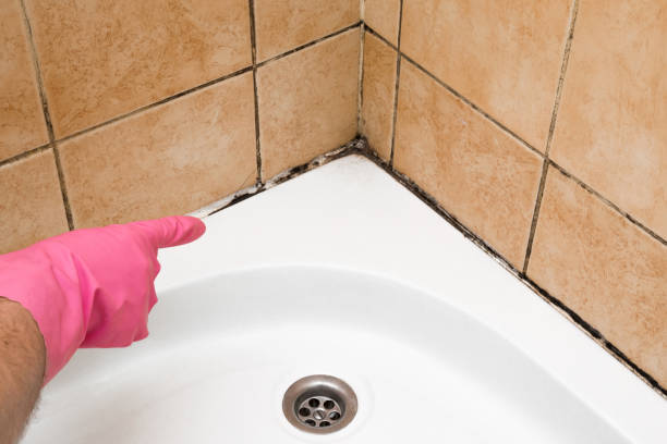 Best Certified Mold Removal  in Wheatland, CA
